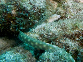 Sharptail Eel IMG 6917